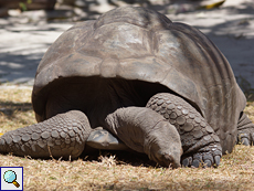 Auf Curieuse leben viele hundert Aldabra-Riesenschildkröten (Geochelone gigantea)
