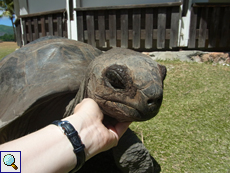 Aldabra-Riesenschildkröten (Geochelone gigantea) mögen es, am Kinn gekrault zu werden