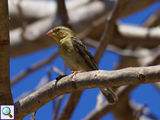 Weiblicher Madagaskarweber (Foudia madagascariensis)