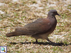 Madagaskartaube (Nesoenas picturata rostrata) auf Curieuse