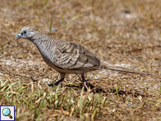 Sperbertäubchen (Geopelia striata) auf Curiese