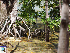 Der Mangrovensumpf auf Curieuse ist ein interessanter Lebensraum