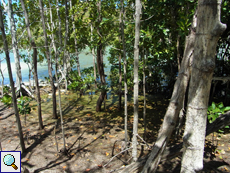 Zwischen den großen Mangrovenpflanzen gibt es vielerorts auch junge Exemplare