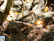 Steinwälzer (Arenaria interpres interpres) suchen im Mangrovensumpf nach Nahrung