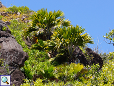 Die Seychellenpalmen (Lodoicea maldivica) gehören zu den botanischen Besonderheiten der Insel