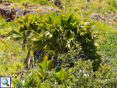 Weibliche Seychellenpalme (Lodoicea maldivica)