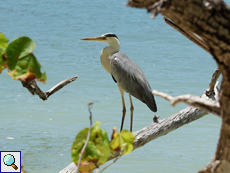 Graureiher (Ardea cinerea cinerea)