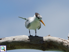 Rüppellseeschwalbe (Thalasseus bengalensis)