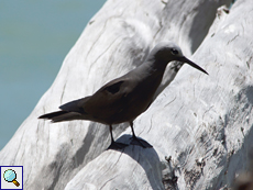 Schlankschnabelnoddi (Anous tenuirostris)