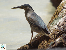 Mangrovereiher (Butorides striata)