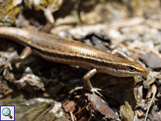 Auf Curieuse leben viele Seychellen-Skinke (Trachylepis seychellensis)