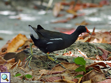 Schnell weg hier! Das Teichhuhn (Gallinula chloropus orientalis) hat am Barbecue-Platz einen fetten Happen erwischt