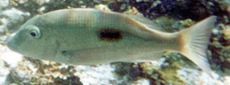 Schwarzfleck-Straßenkehrer (Thumbprint Emperor, Lethrinus harak)