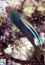 Putzerlippfisch (Bluestreak Cleaner Wrasse, Labroides dimidiatus)