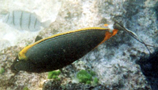 Eleganter Nasendoktor (Elegant Unicornfish, Naso elegans)
