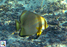 Rundkopf-Fledermausfisch (Orbicular Batfish, Platax orbicularis)