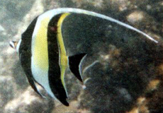 Halfterfisch (Moorish Idol, Zanclus cornutus)