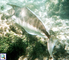 Langnasen-Doktorfisch (Spotted Unicornfish, Naso brevirostris)