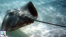 Federschwanz-Stechrochen (Cowtail Stingray, Pastinachus sephen)