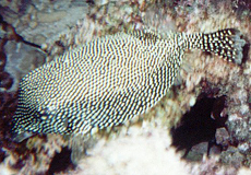 Weiblicher Weißpunkt-Kofferfisch (Whitespotted Boxfish, Ostracion meleagris)