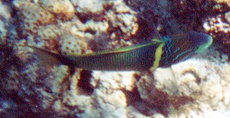 Halsband-Junker (Goldbar Wrasse, Thalassoma hebraicum)