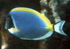 Weißkehl-Doktorfisch (Powderblue Surgeonfish, Acanthurus leucosternon)