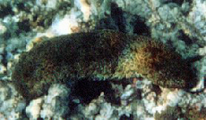 Grünliche Seegurke (Knobby Black Cucumber, Stichopus chloronotus)
