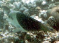 Zweifarben-Bannerlippfisch (Blackeye Thicklip, Hemigymnus melapterus)