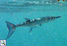 Krokodil-Hornhecht oder Riesen-Hornhecht (Hound Needlefish, Tylosurus crocodilus)