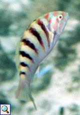 Hardwickes Junker (Six-barred Wrasse, Thalassoma hardwicke)