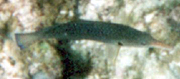 Weiblicher Vogel-Lippfisch (Green Birdmouth Wrasse, Gomphosus caeruleus)