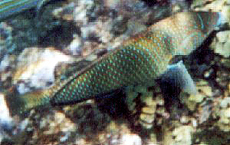 Weiblicher Diamanten-Junker (Bluespotted Wrasse, Anampses caeruleopunctatus)