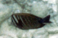 Indischer Segelflossendoktor (Desjardin's Sailfin Tang, Zebrasoma desjardinii)