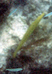 Trompetenfisch (Chinese Trumpetfish, Aulostomus chinensis)