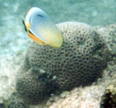 Rippen-Falterfisch (Melon Butterflyfish, Chaetodon trifasciatus)