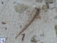 Periophthalmus argentilineatus (Barred Mudskipper)