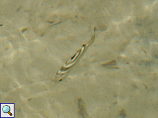 Dreistreifen-Tigerbarsch (Target Fish, Terapon jarbua)