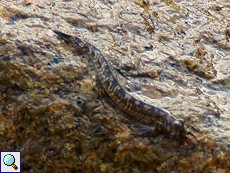 Felsenhüpfer (Rockskipper, Alticus anjouanae)