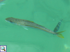 Mulloidichthys vanicolensis (Yellowfin Goatfish)