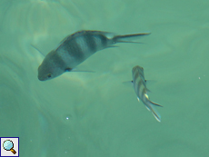Graustreifen-Sergeant (Banded Sergeant, Abudefduf septemfasciatus)