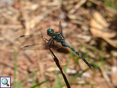 Orthetrum brachiale wrightii-Männchen am Glacis Noir-Wanderweg