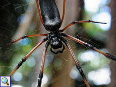 Nephila inaurata madagascariensis am Glacis Noir-Wanderweg