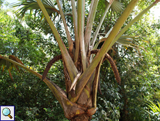 Blühende männliche Seychellenpalme (Lodoicea maldivica)