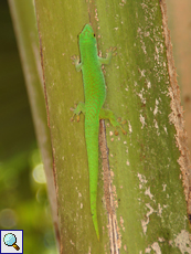 Großer Seychellen-Taggecko (Phelsuma sundbergi sundbergi) am Glacis Noir-Wanderweg