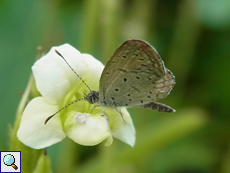 Zizula hylax (Tiny Grass Blue)