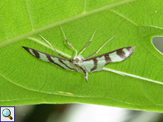 Zebronia mahensis