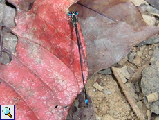Leptocnemis cyanops (Seychelles Stream Damsel), Männchen