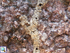 Alter, leicht beschädigter Termitentunnel auf Granitfels