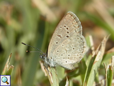 Zizeeria knysna (African Grass Blue)