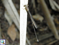 Leptocnemis cyanops (Seychelles Stream Damsel), Weibchen